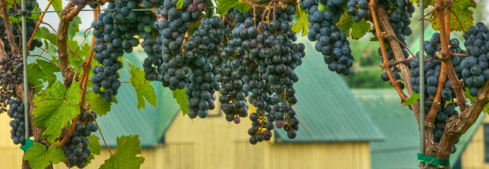 Drink Local Wine Comes to Baltimore April 13, 2013