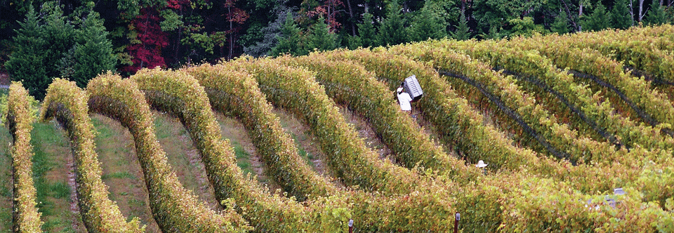 Drink Local Wine Comes to Baltimore April 13, 2013